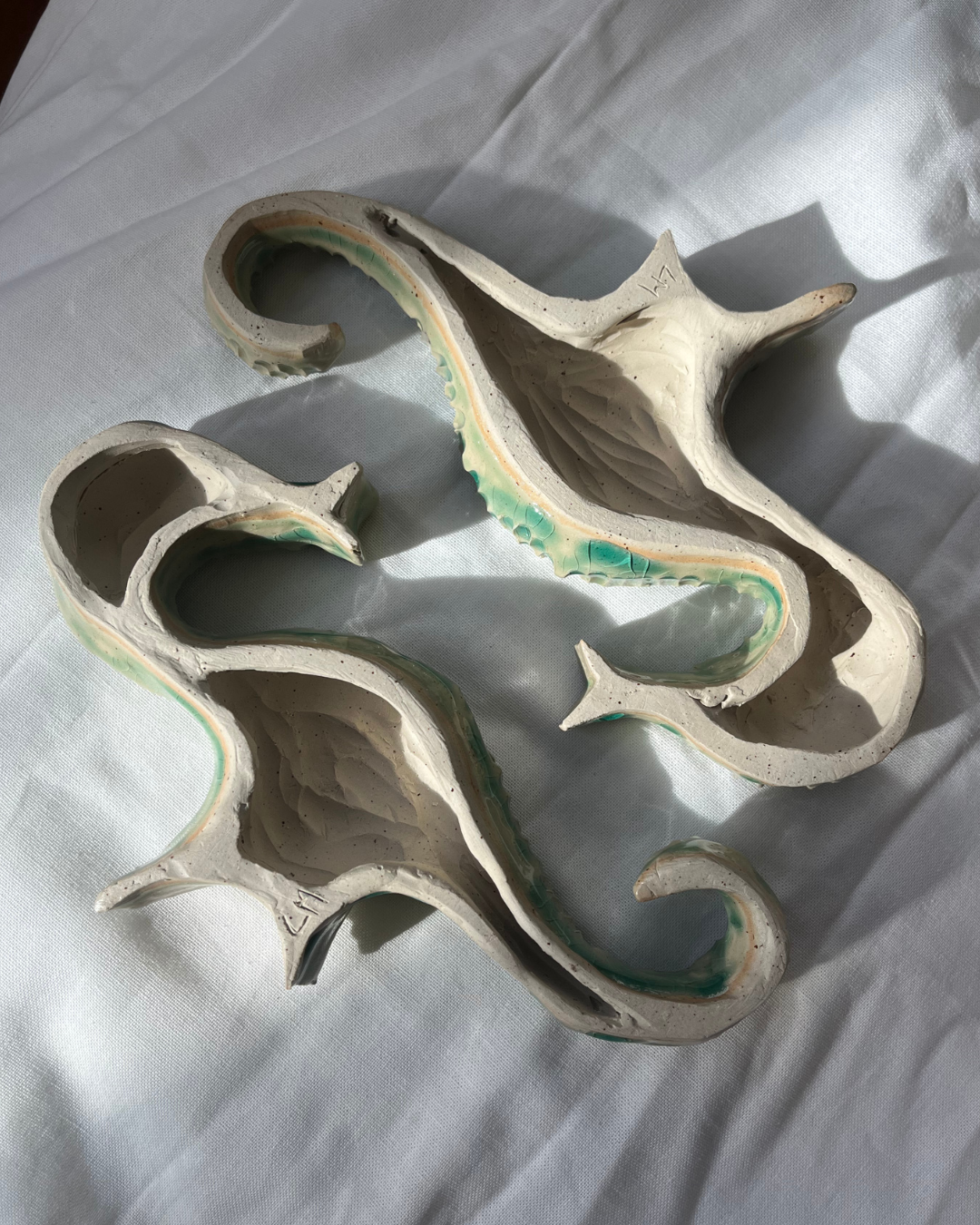 Hippocampe Lido Clair